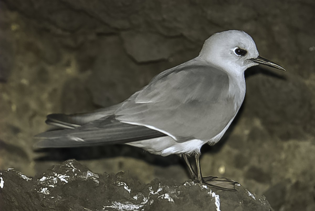 Gray Noddy - ML640398714