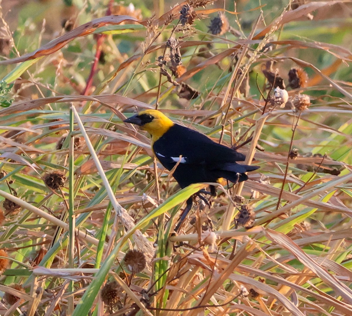 Yellow-headed Blackbird - ML640398716