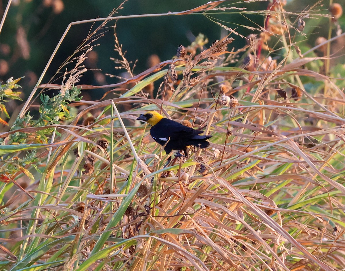Yellow-headed Blackbird - ML640398718