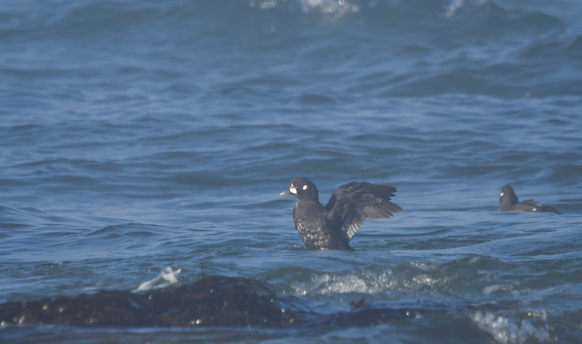Harlequin Duck - ML640398735