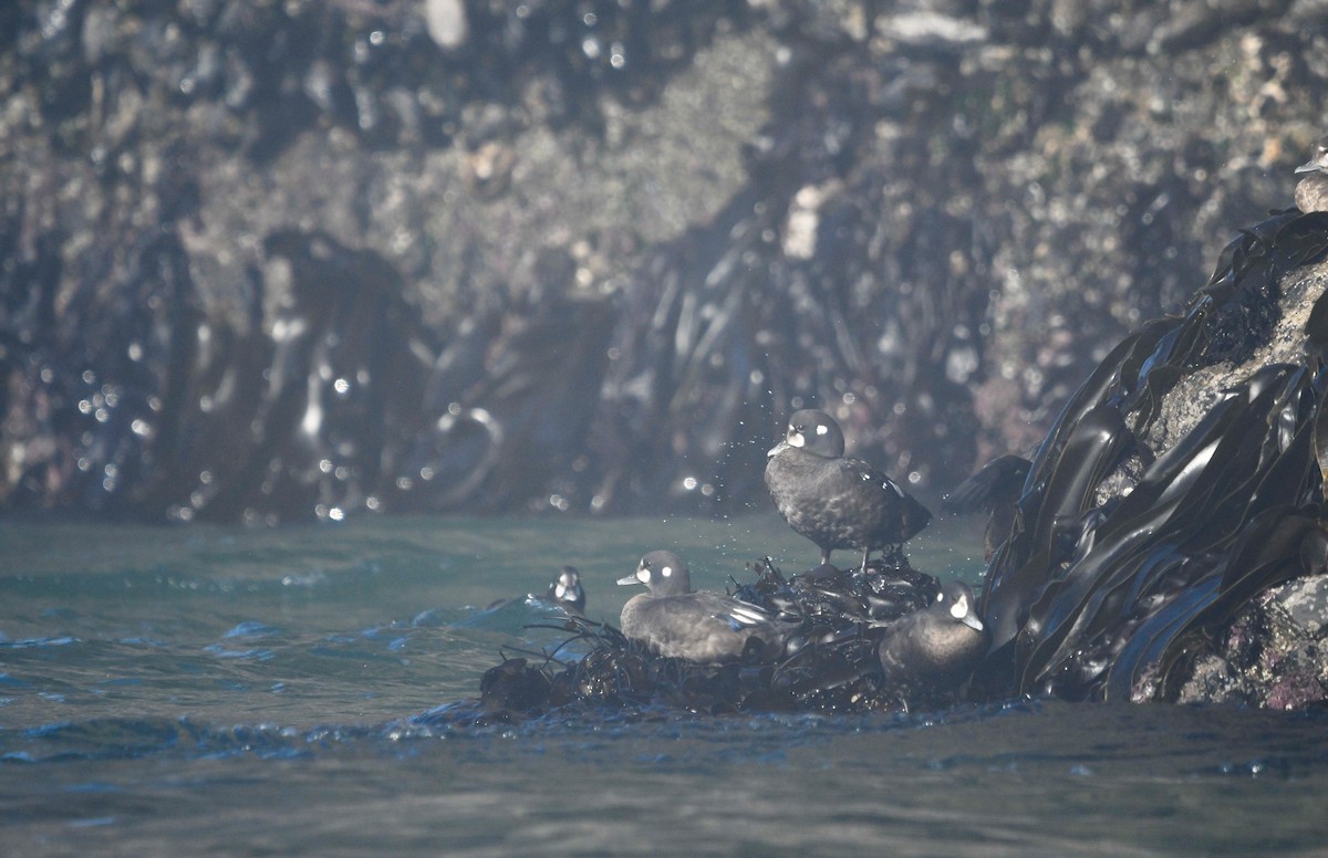 Harlequin Duck - ML640398736