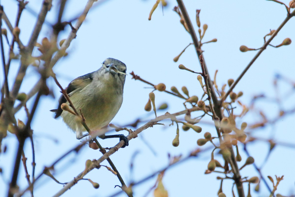 Zwergmistelfresser - ML640398748