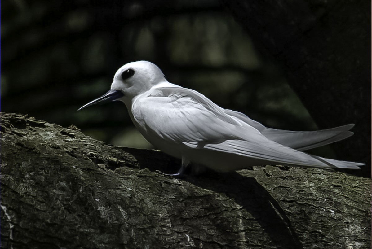 White Tern (Pacific) - ML640398853