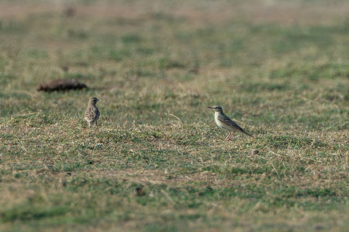 Tawny Pipit - ML640398893