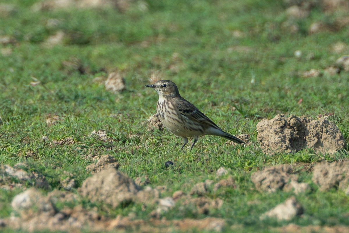Water Pipit - ML640398909
