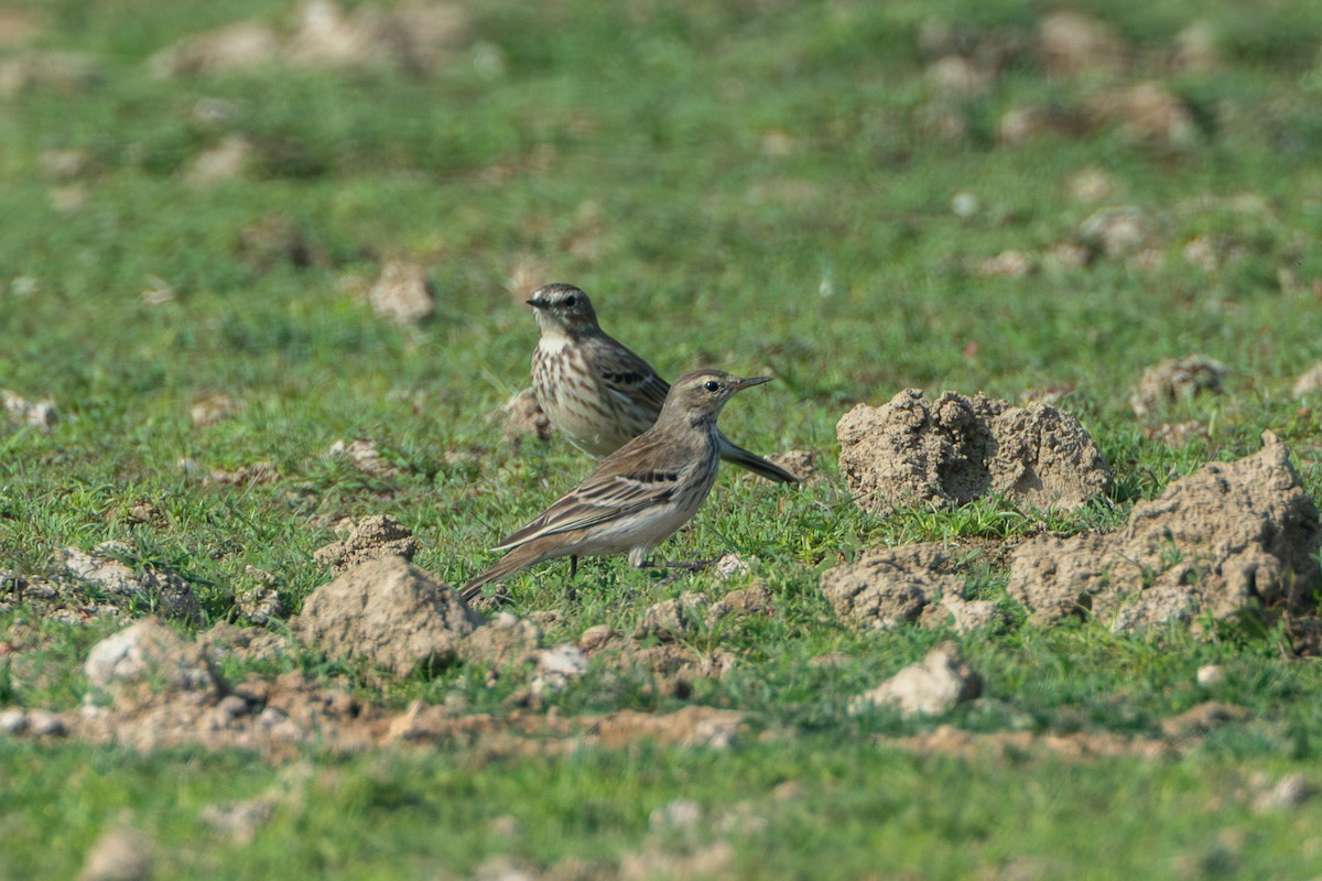 Water Pipit - ML640398910