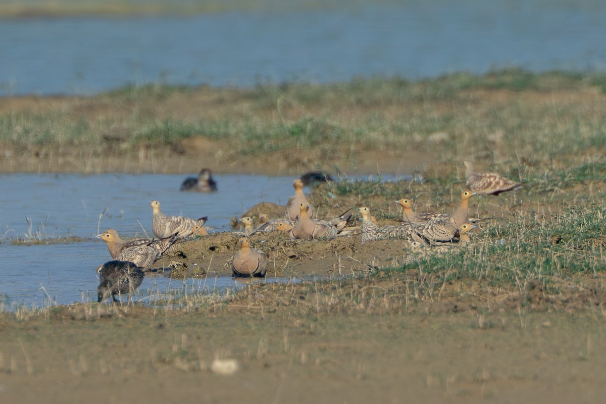 Chestnut-bellied Sandgrouse - ML640398913