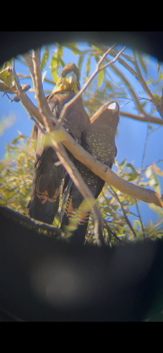 テリクロオウム - ML640398923