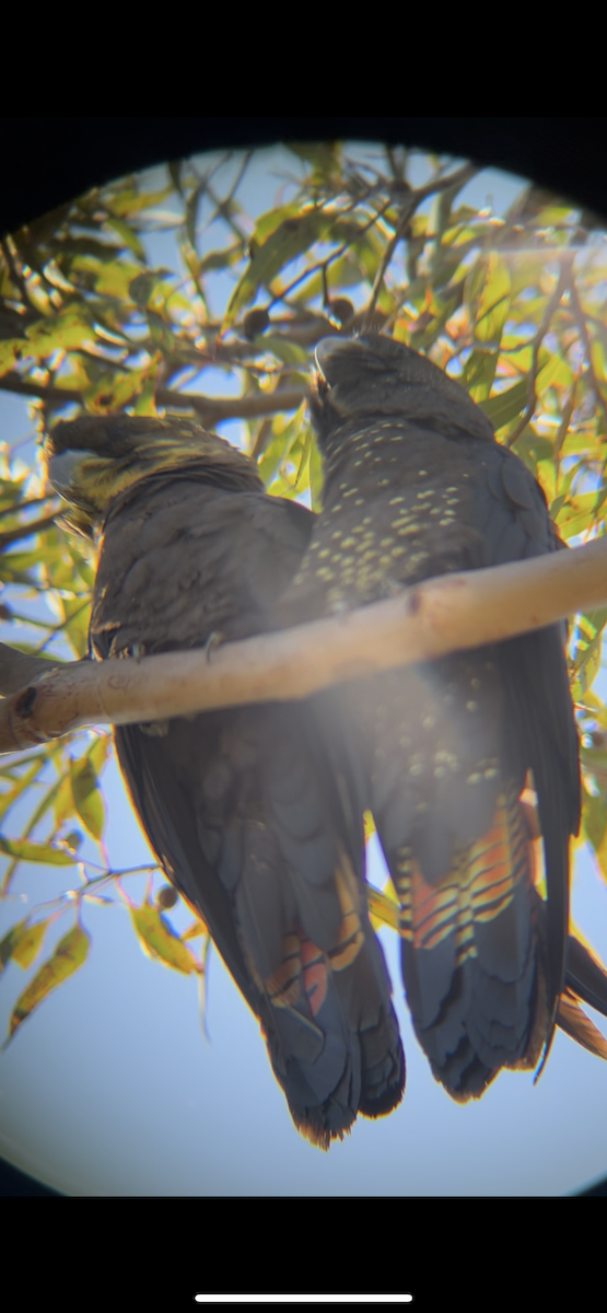 テリクロオウム - ML640398924