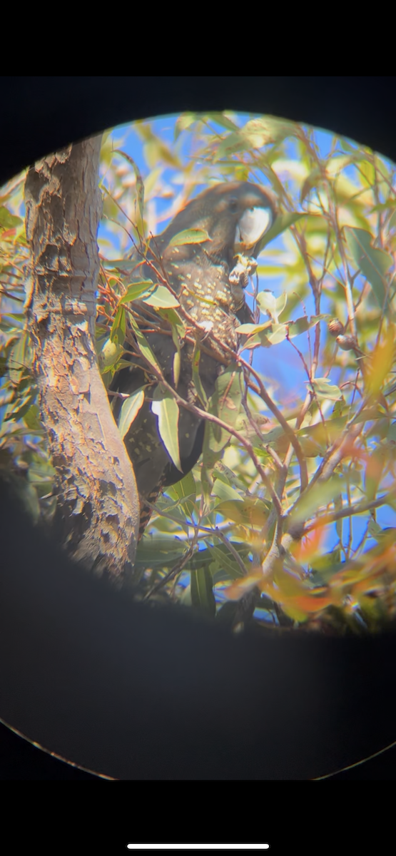 テリクロオウム - ML640398925