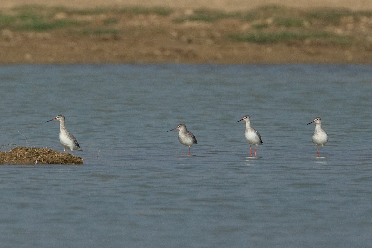 Spotted Redshank - ML640398930