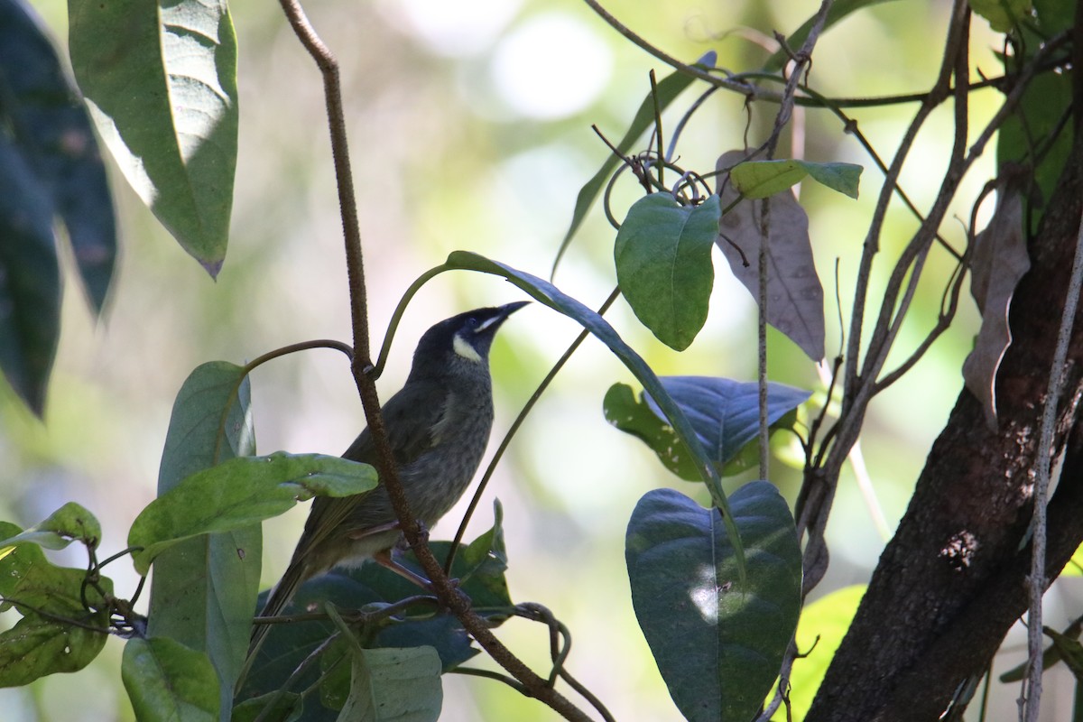 Lewin's Honeyeater - ML640398942