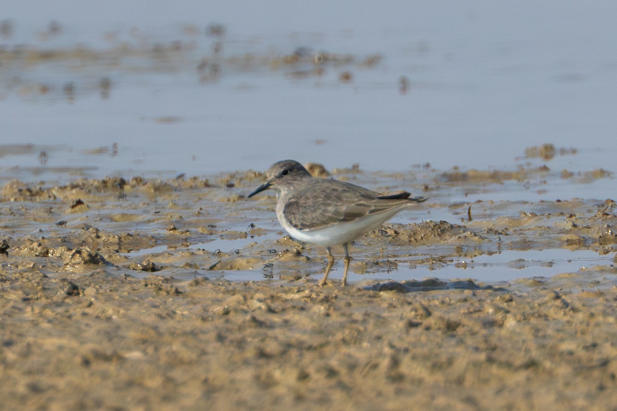 Temminck's Stint - ML640398963