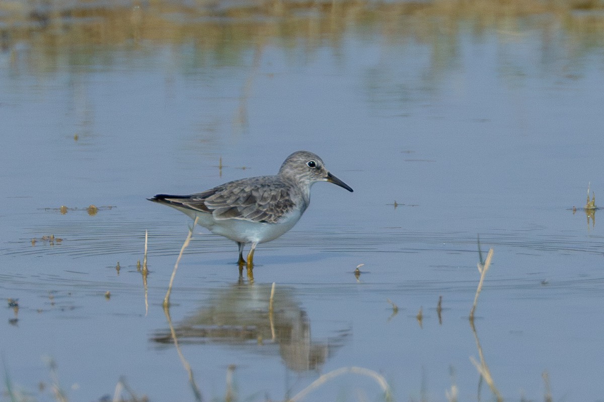 Temminck's Stint - ML640398971