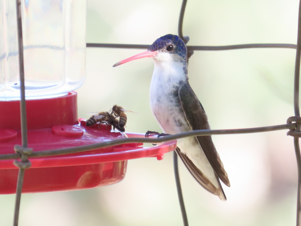 Violet-crowned Hummingbird - ML640398972