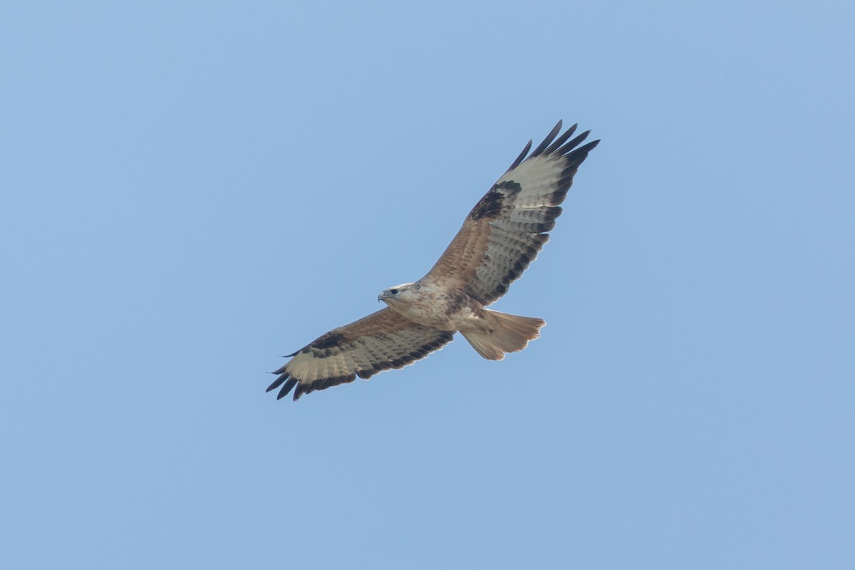 Long-legged Buzzard - ML640398979