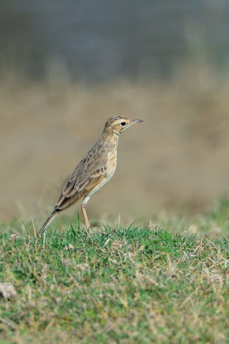 Paddyfield Pipit - ML640398991