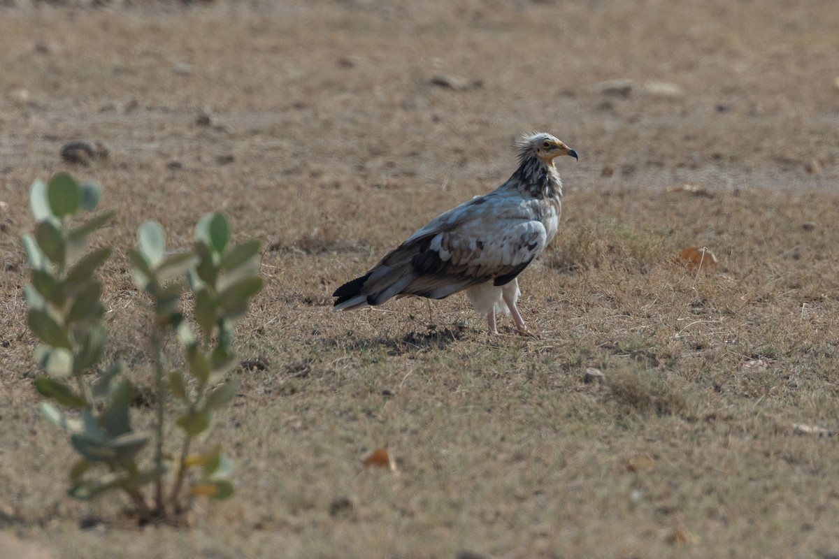 Egyptian Vulture - ML640398992