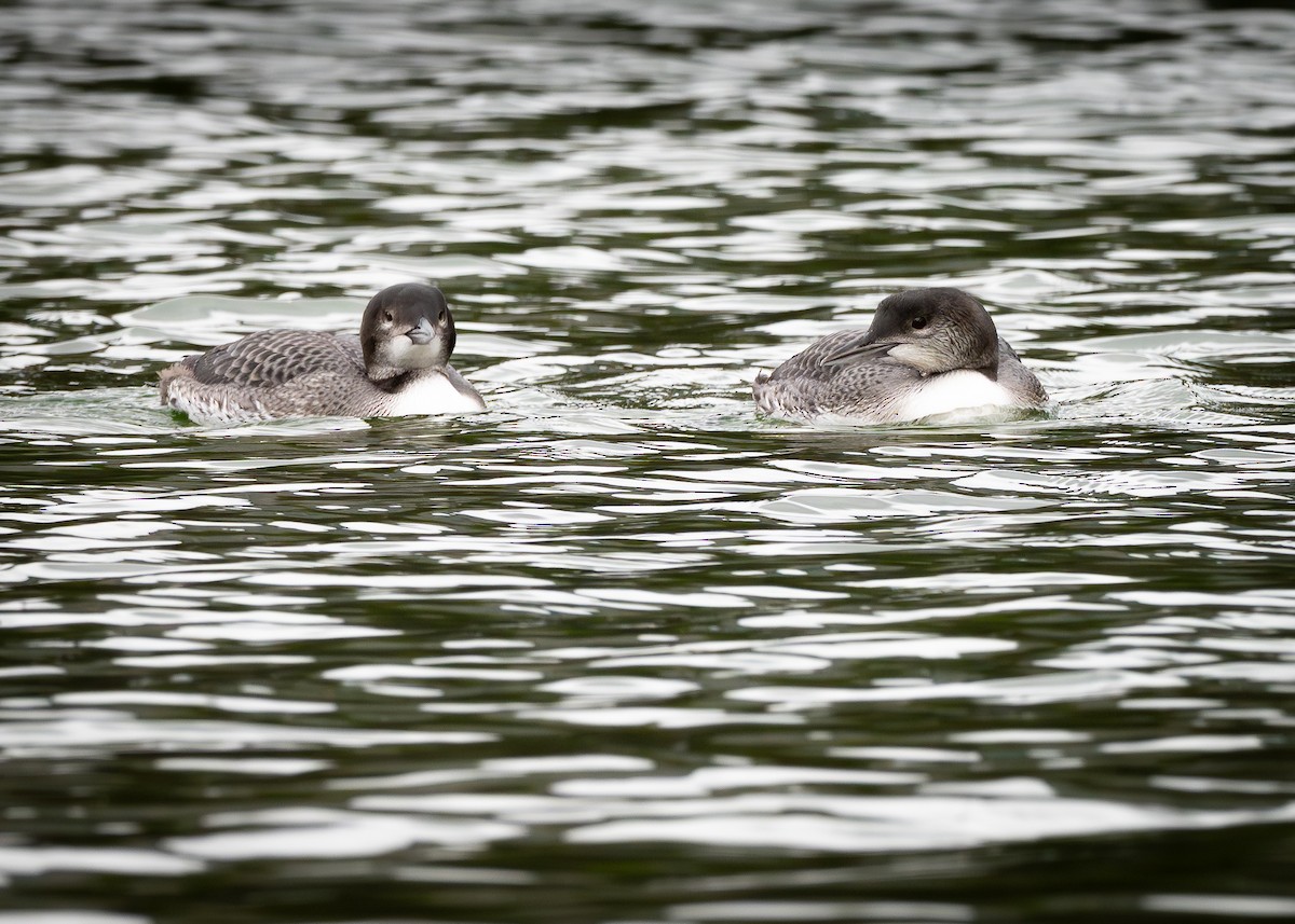 Common Loon - ML640398994