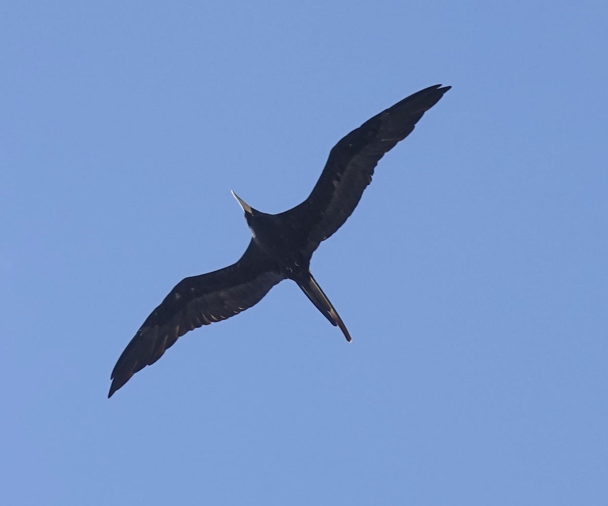 Magnificent Frigatebird - ML640399002