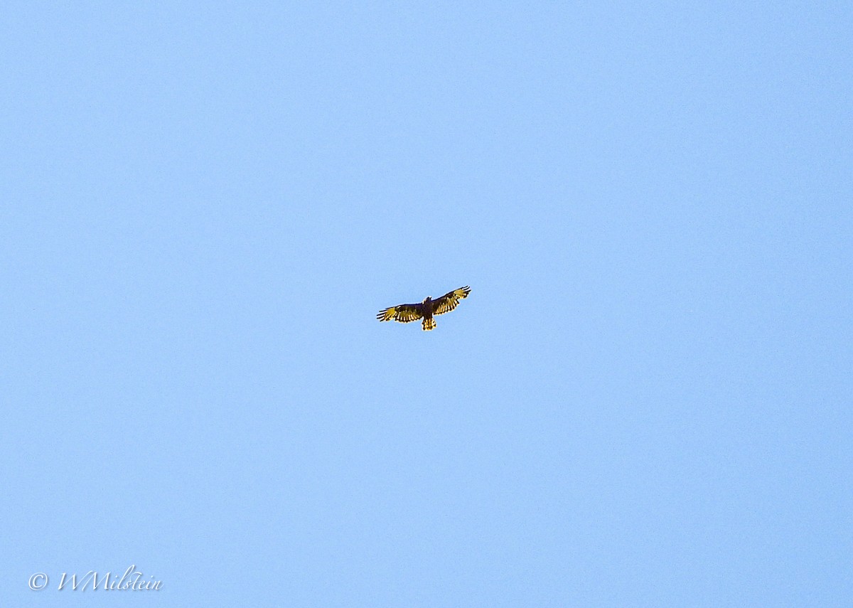 Short-tailed Hawk - ML640399007