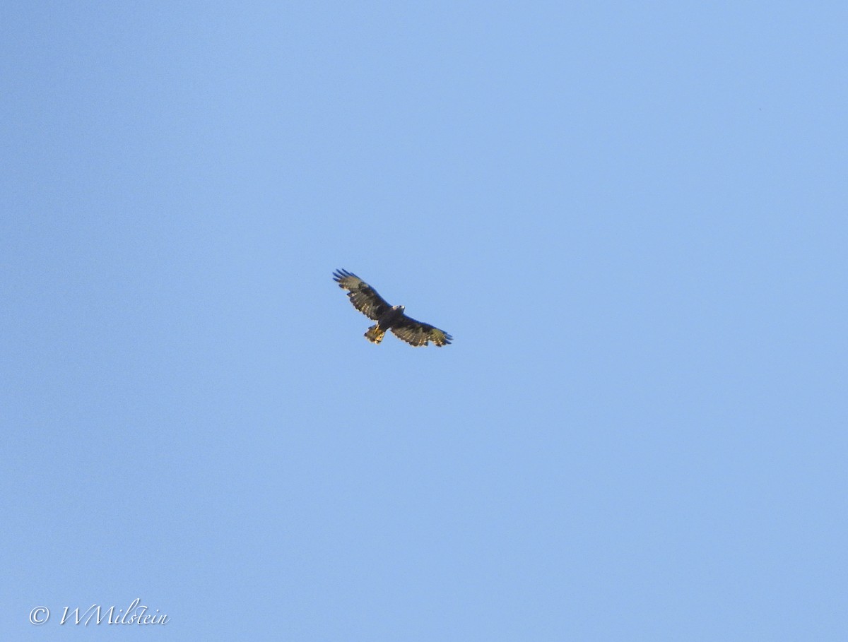 Short-tailed Hawk - ML640399008