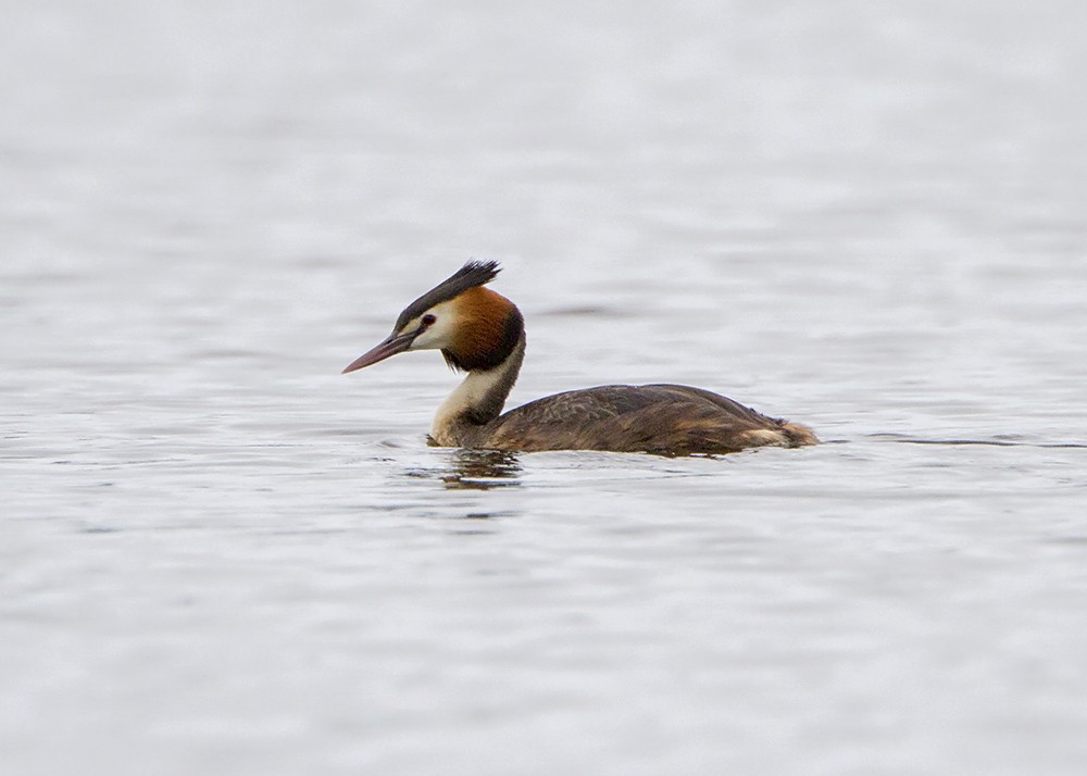 Great Crested Grebe - ML64039901