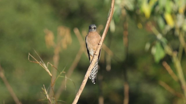 Fan-tailed Cuckoo - ML640399047