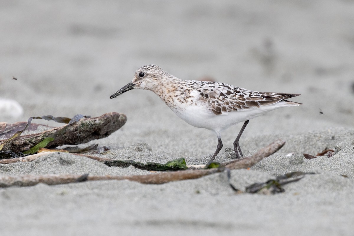 Sanderling - ML640399049