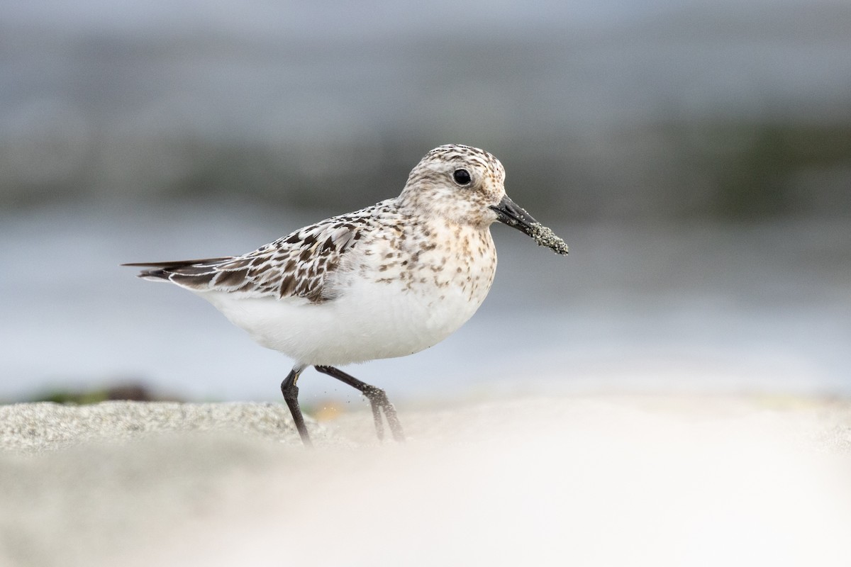 Sanderling - ML640399050