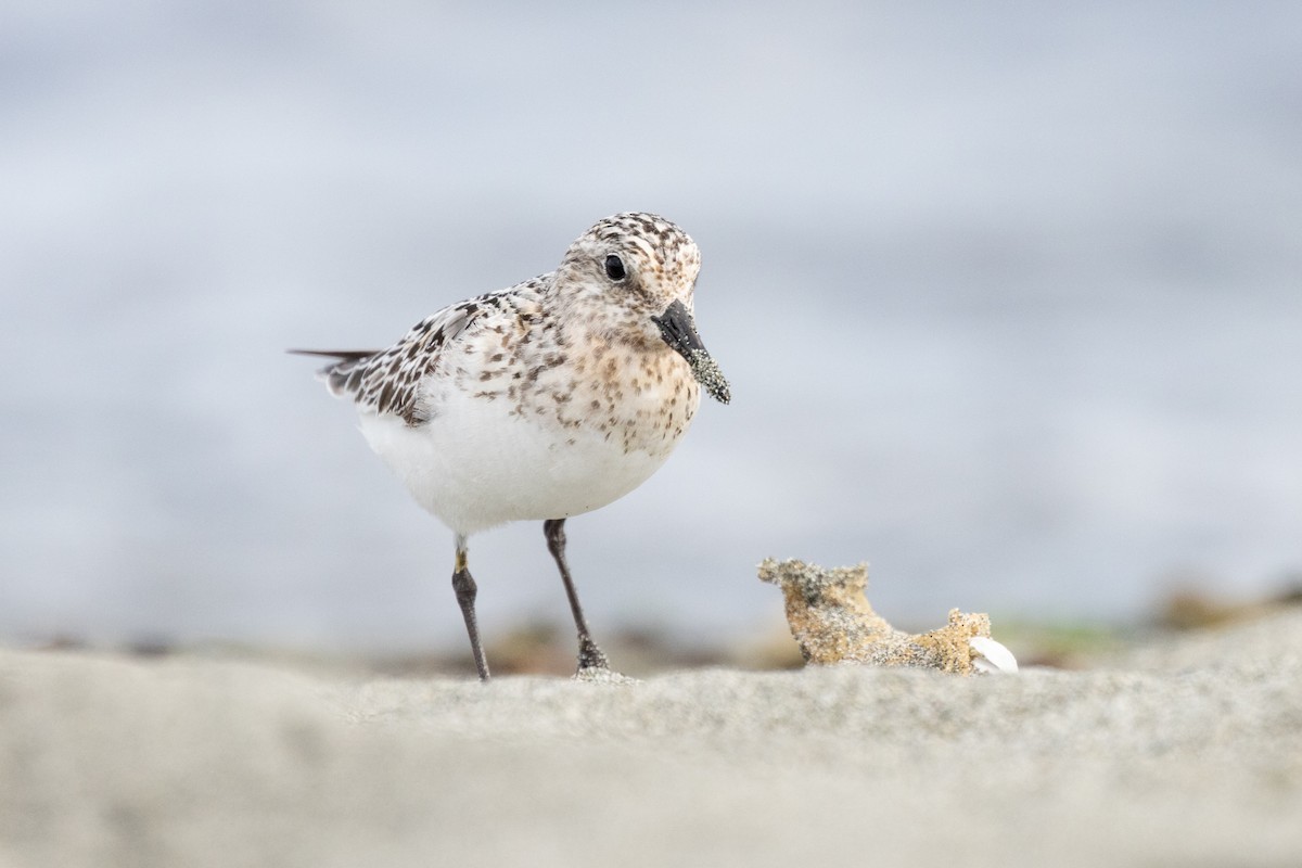 Sanderling - ML640399051