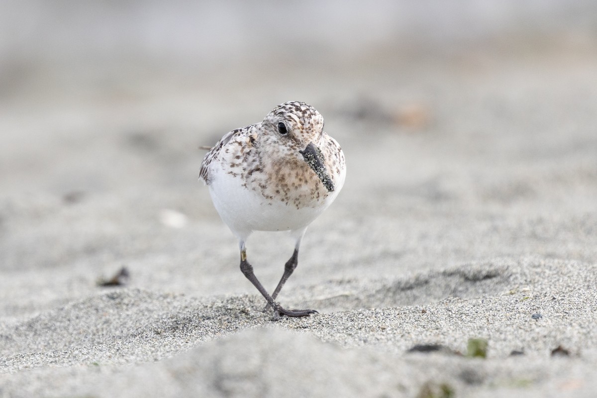 Sanderling - ML640399052