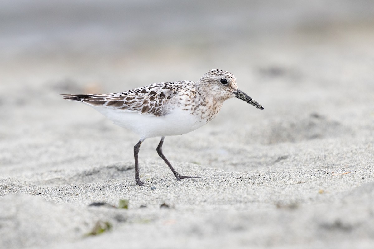 Sanderling - ML640399053