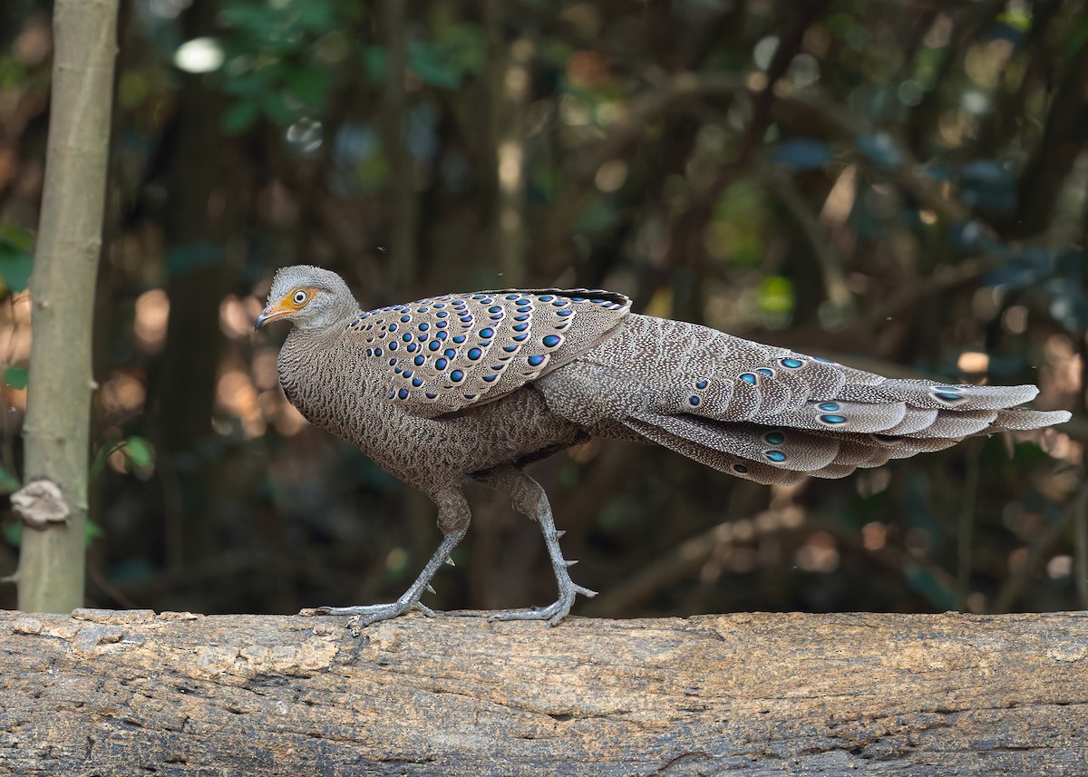 Gray Peacock-Pheasant - ML640399068