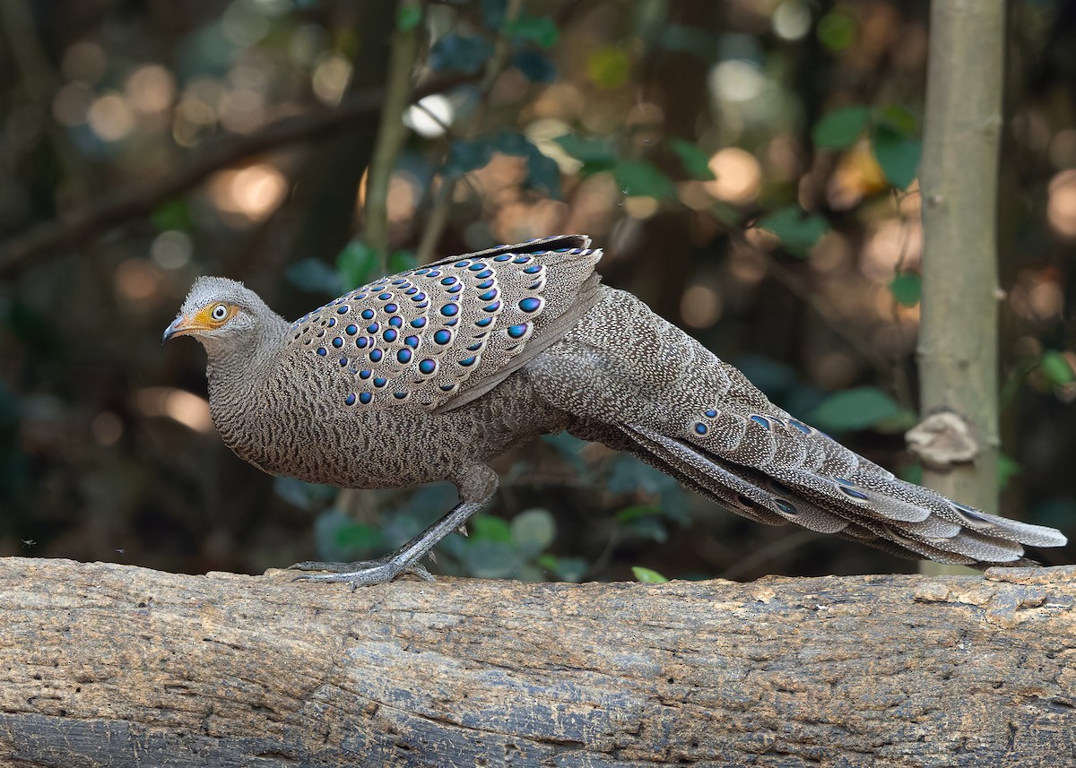 Gray Peacock-Pheasant - ML640399069