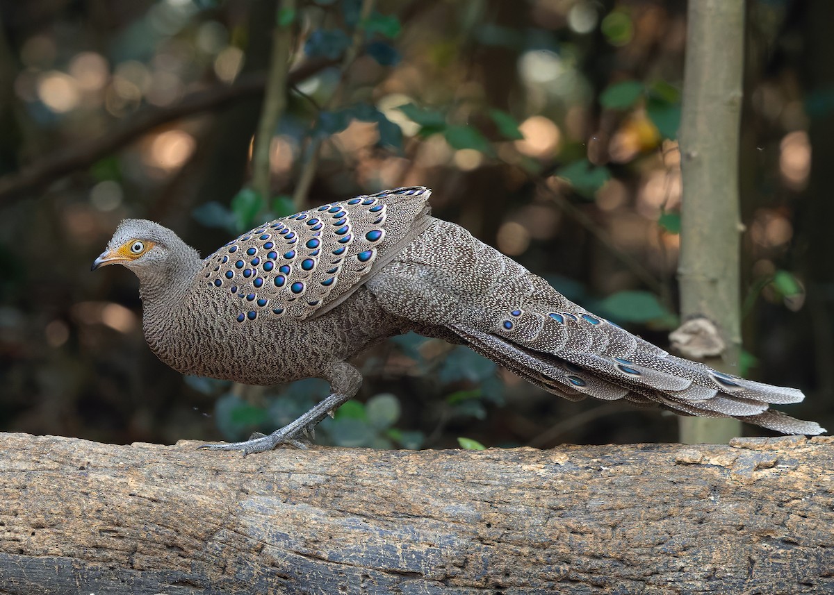 Gray Peacock-Pheasant - ML640399070
