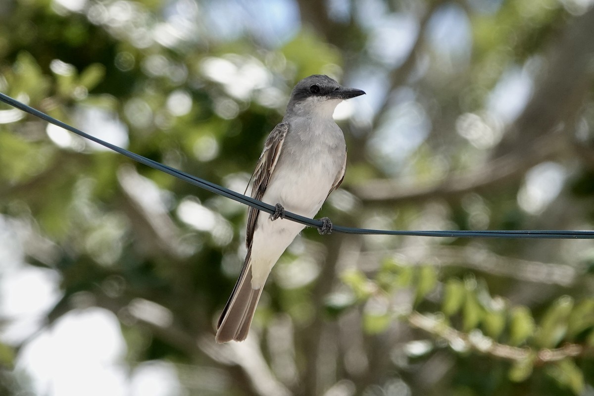 Gray Kingbird - ML640399087