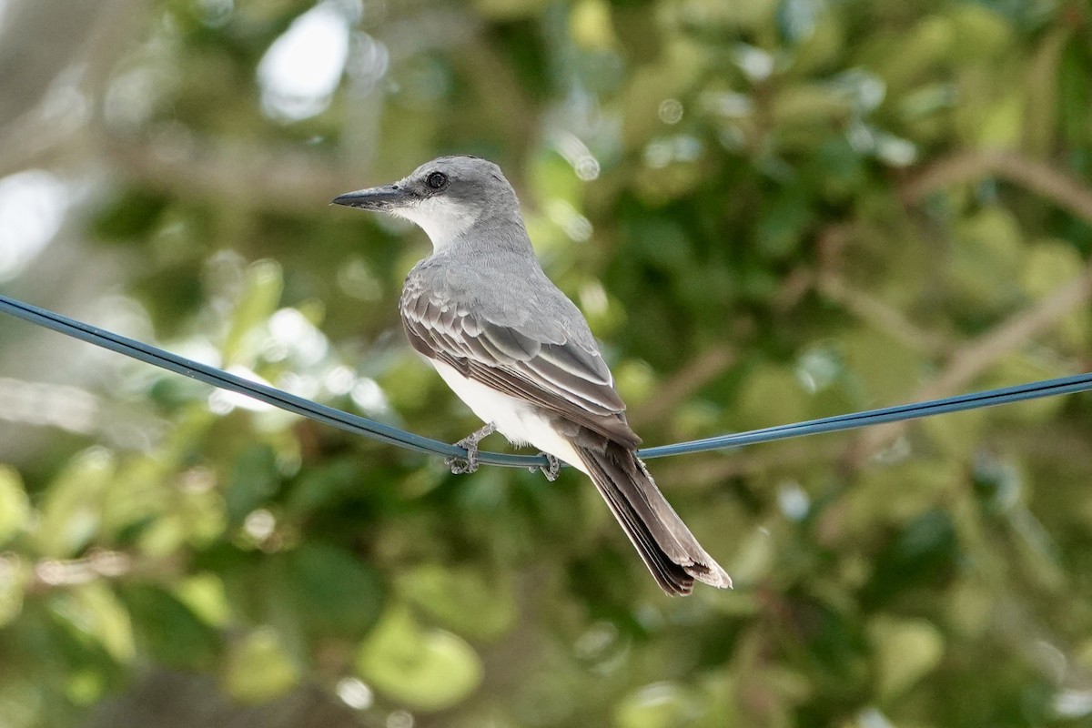 Gray Kingbird - ML640399088