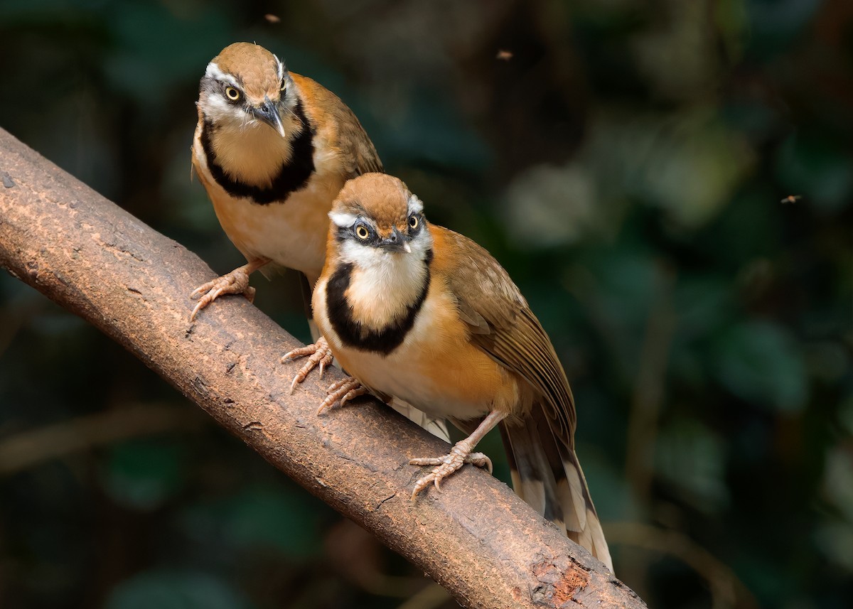 Lesser Necklaced Laughingthrush - ML640399141