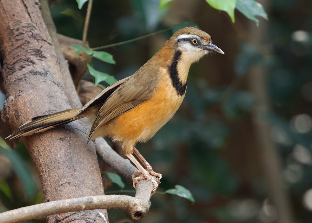 Lesser Necklaced Laughingthrush - ML640399142
