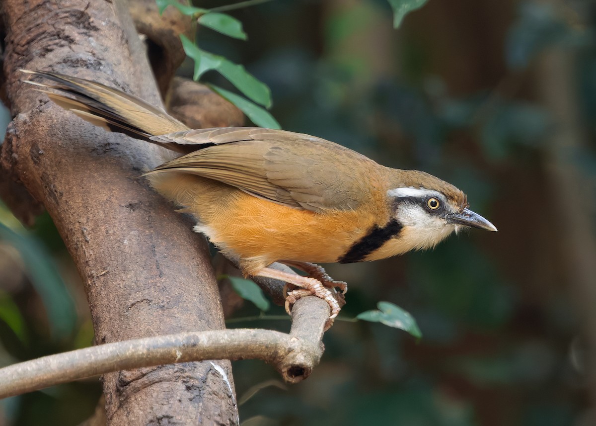 Lesser Necklaced Laughingthrush - ML640399143