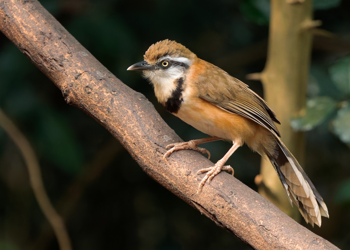 Lesser Necklaced Laughingthrush - ML640399144
