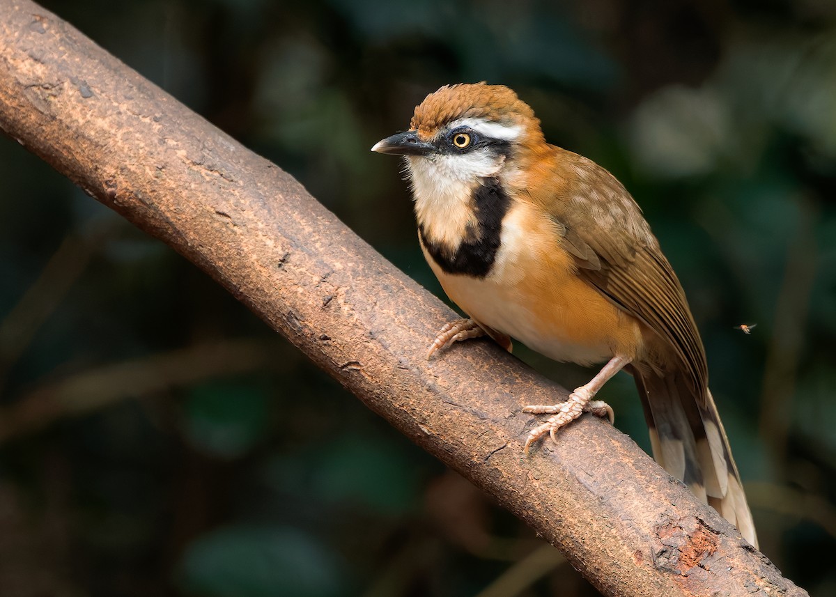 Lesser Necklaced Laughingthrush - ML640399145