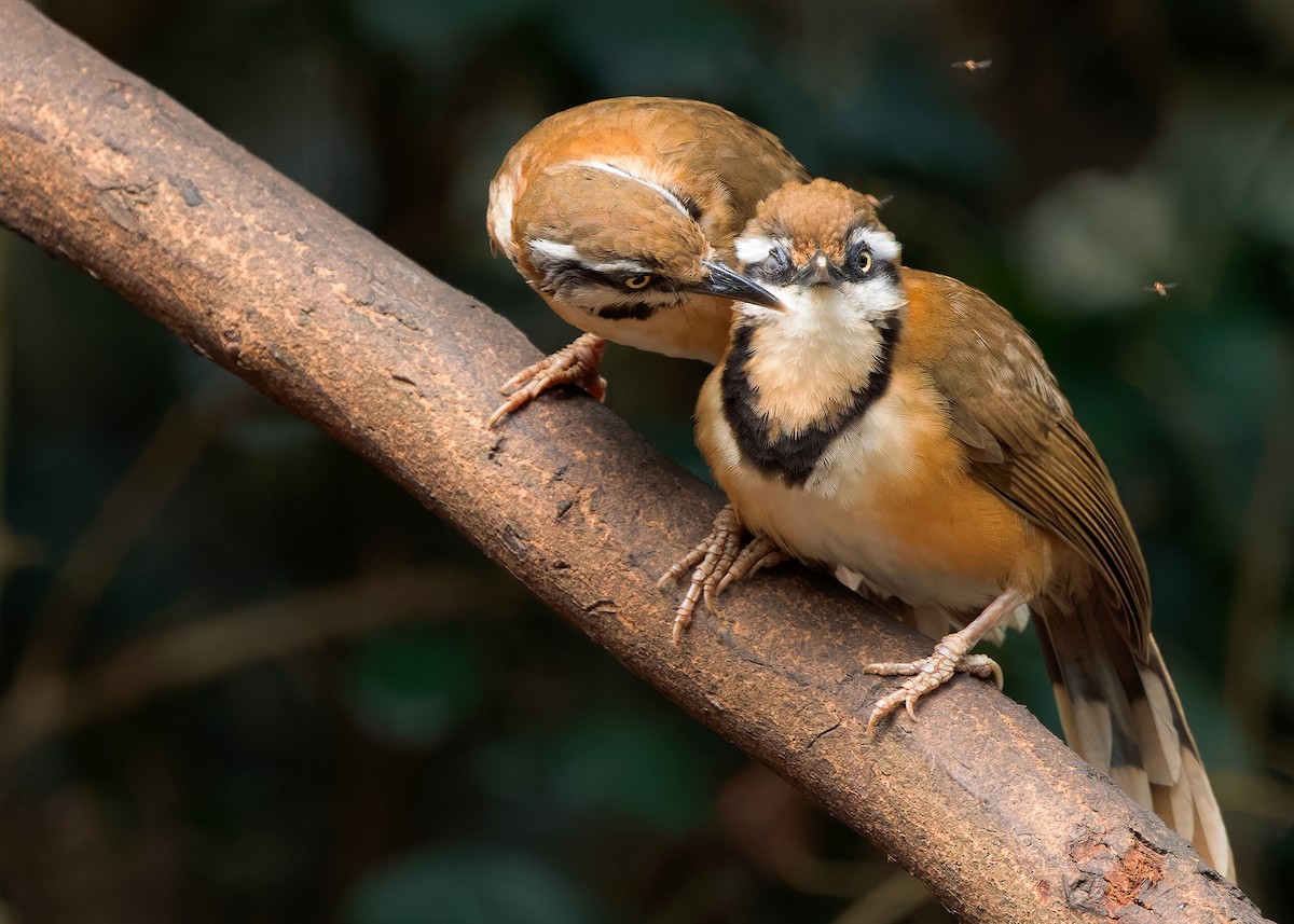Lesser Necklaced Laughingthrush - ML640399146