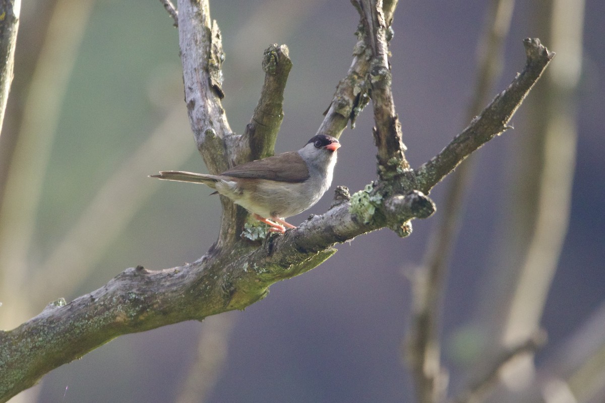 Bush Blackcap - ML640399151