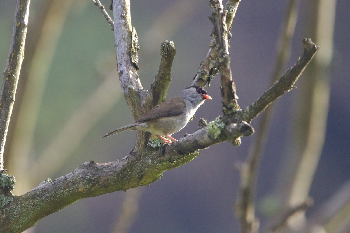 Bush Blackcap - ML640399152
