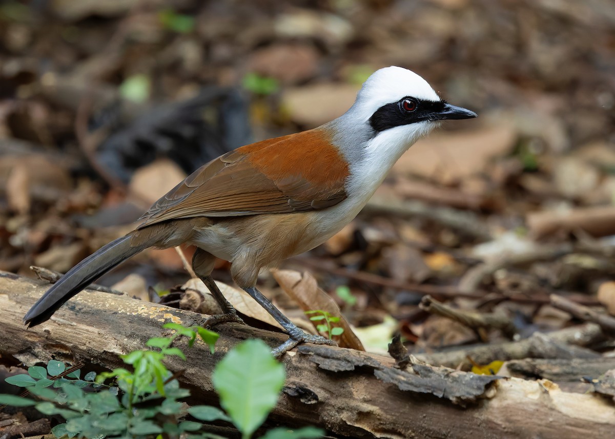 White-crested Laughingthrush - ML640399160