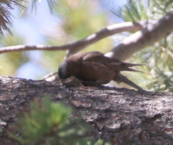 Gray-crowned Rosy-Finch - ML640399171