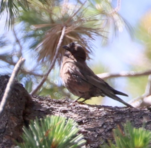Gray-crowned Rosy-Finch - ML640399172