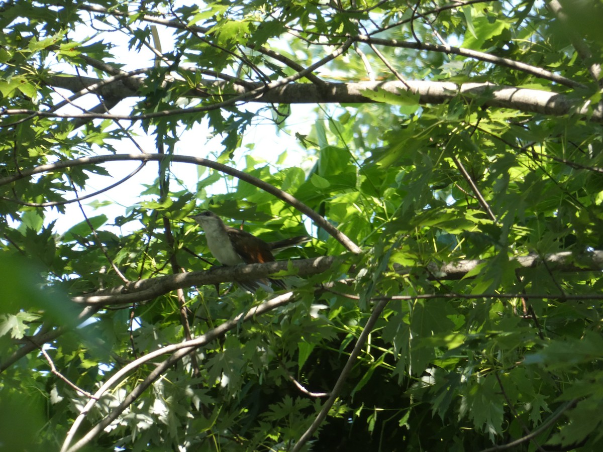 Yellow-billed Cuckoo - ML640399191